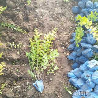 高度50厘米金叶女贞