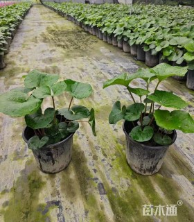 高度25厘米大吴风草