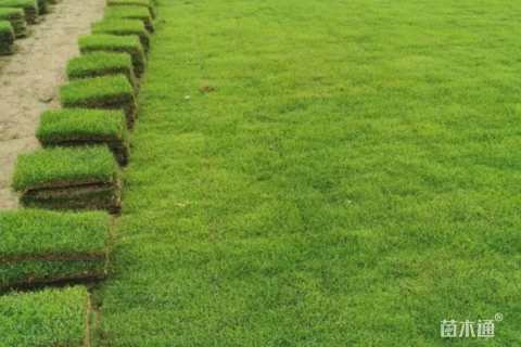 草毯状百慕大草