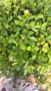 冠幅80厘米大叶黄杨球