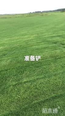 草卷状百慕大草