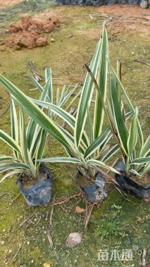 高度30厘米山管兰