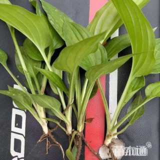 高度15厘米玉簪