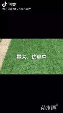 草卷状马尼拉草