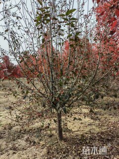 16公分北美海棠