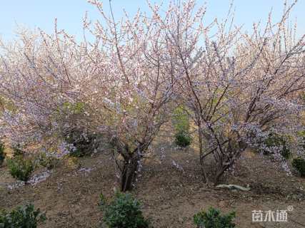 高度250厘米丛生山桃