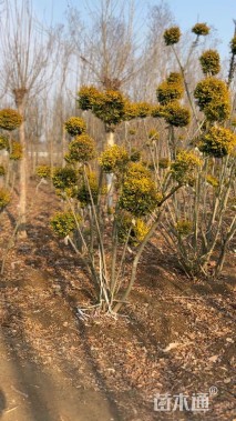 高度150厘米亮晶女贞小苗