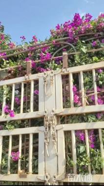 高度100厘米三角梅