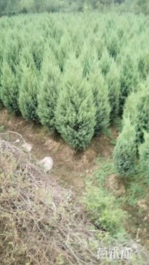 高度180厘米河南桧