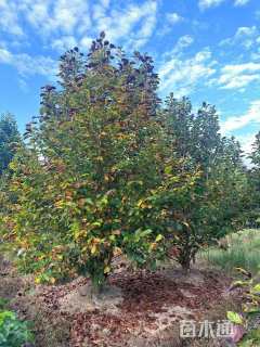 高度300厘米丛生玉兰