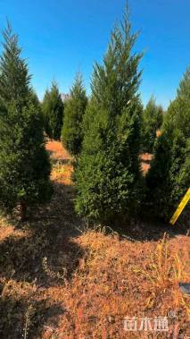 高度200厘米塔柏