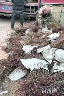 高度50厘米红叶小檗