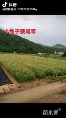 高度20厘米小兔子狼尾草