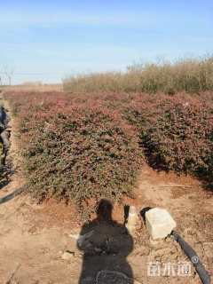 冠幅120厘米火棘球