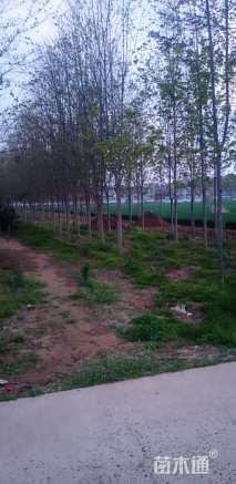 13公分美国红枫