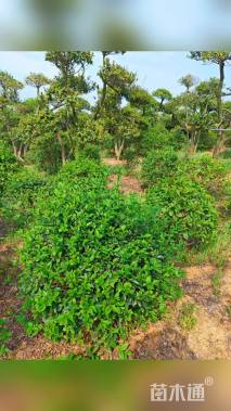 冠幅80厘米大叶女贞球