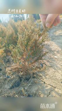 高度20厘米桧柏