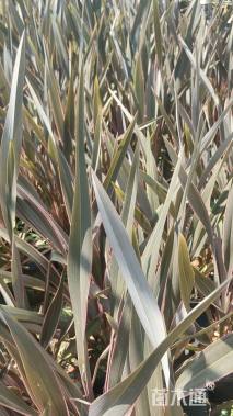 高度60厘米赛亚麻