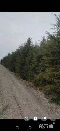 高度500厘米雪松