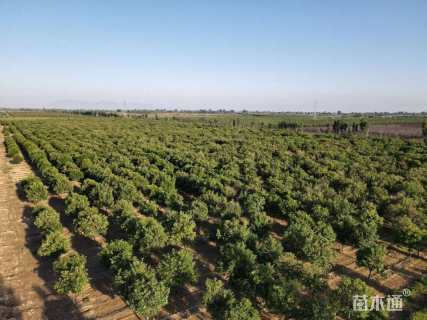 高度400厘米丛生鸡爪槭