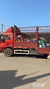 高度50厘米灯心草