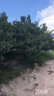 冠幅300厘米南丰王