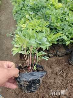 高度15厘米芍药