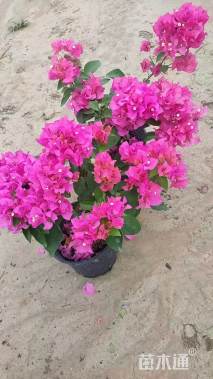 高度80厘米三角梅