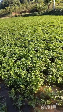 高度30厘米水芹