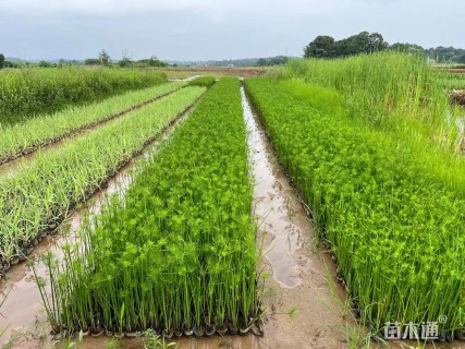 高度25厘米灯心草