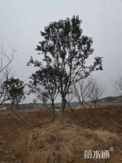 12公分大叶女贞