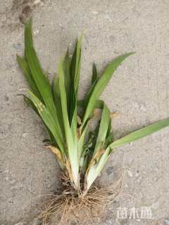 高度35厘米鸢尾