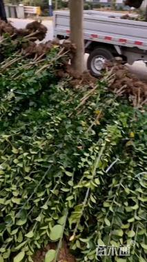 高度220厘米北海道黄杨