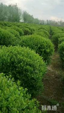 高度70厘米瓜子黄杨