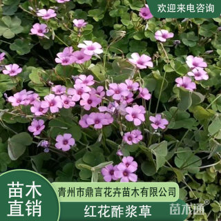 高度20厘米红花酢浆草