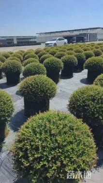 高度60厘米冬青先令球