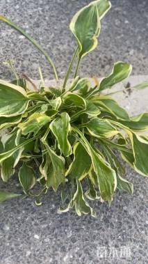 高度18厘米青叶玉簪