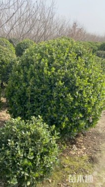 冠幅200厘米大叶黄杨球