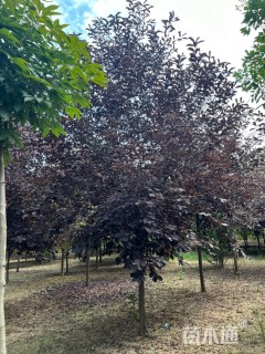 8公分紫叶稠李