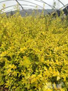 高度25厘米六道木