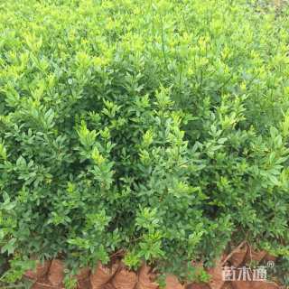 高度20厘米迎春花