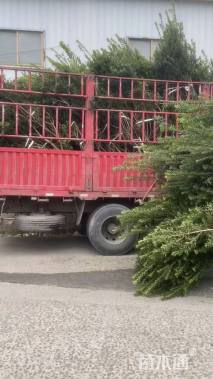 高度25厘米鸢尾