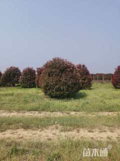 冠幅350厘米红叶石楠球