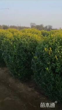 冠幅300厘米金叶女贞球