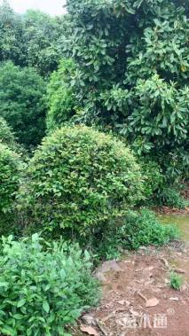 高度250厘米茶梅