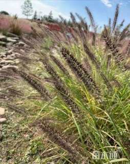 高度20厘米狼尾草