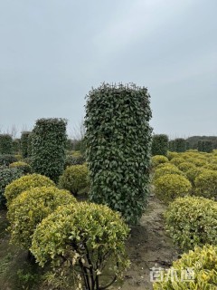 高度200厘米红叶石楠柱
