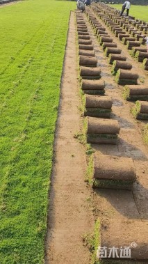 草块状马尼拉草