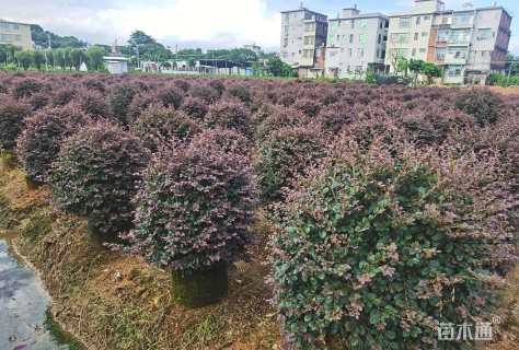 高度80厘米红花继木