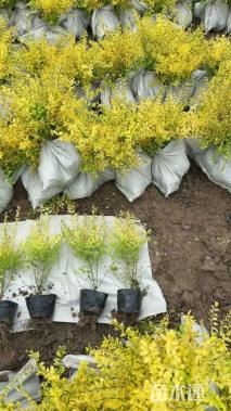 高度40厘米亮晶女贞小苗